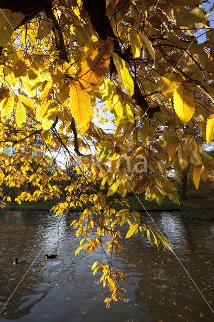 Tamme kastanje (Castanea sativa)