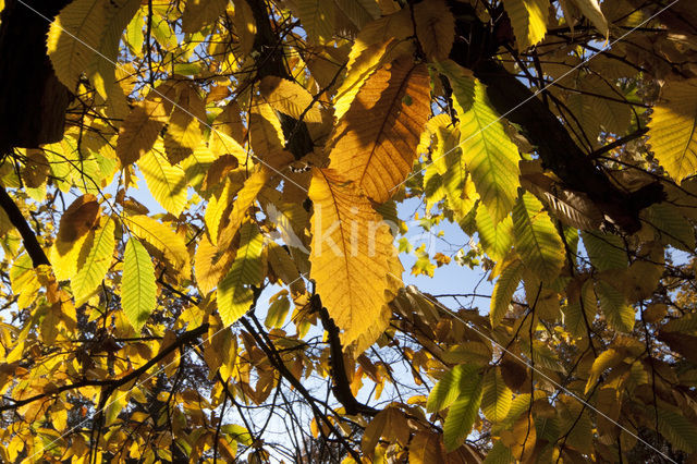 Sweet Chestnut (Castanea sativa)