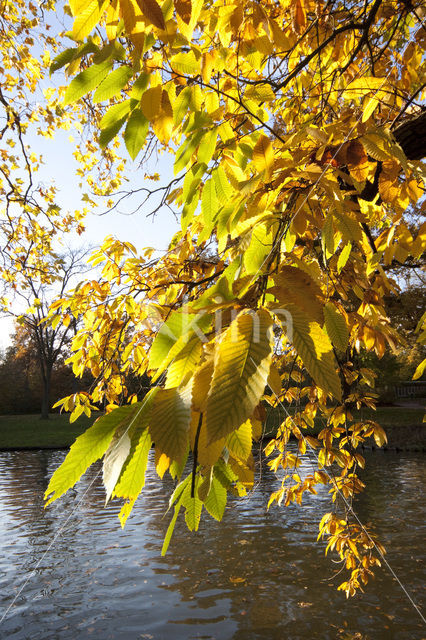 Tamme kastanje (Castanea sativa)