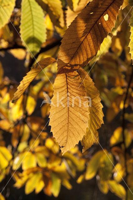 Sweet Chestnut (Castanea sativa)