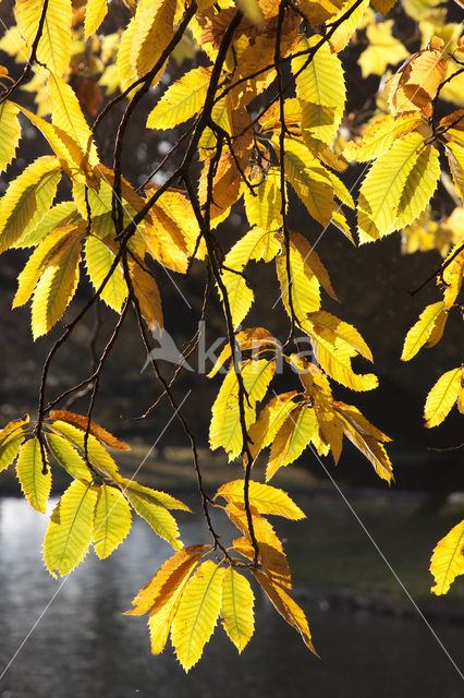 Tamme kastanje (Castanea sativa)