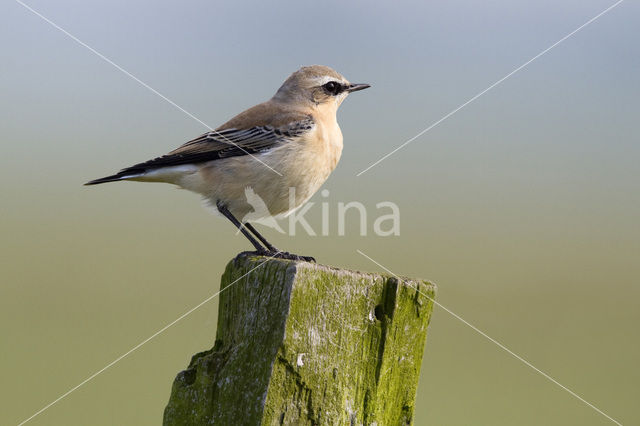 Northern Wheatear (Oenanthe oenanthe)