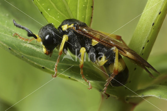 Tenthredo zona