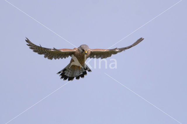 Common Kestrel (Falco tinnunculus)