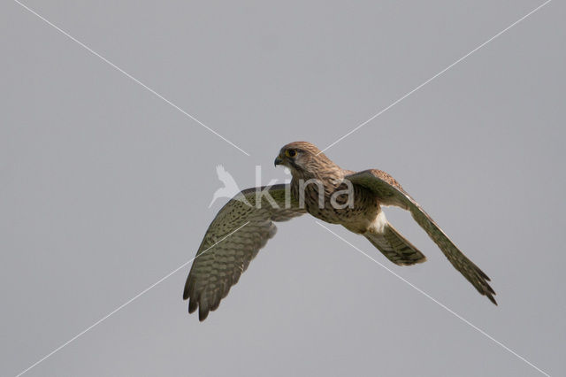 Common Kestrel (Falco tinnunculus)