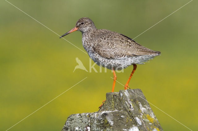 Common Redshank (Tringa totanus)