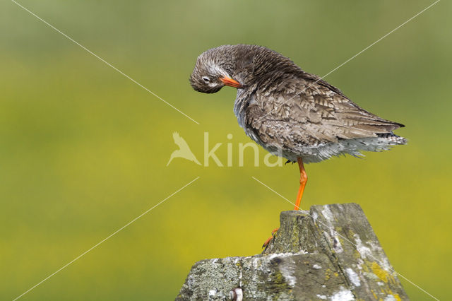 Common Redshank (Tringa totanus)