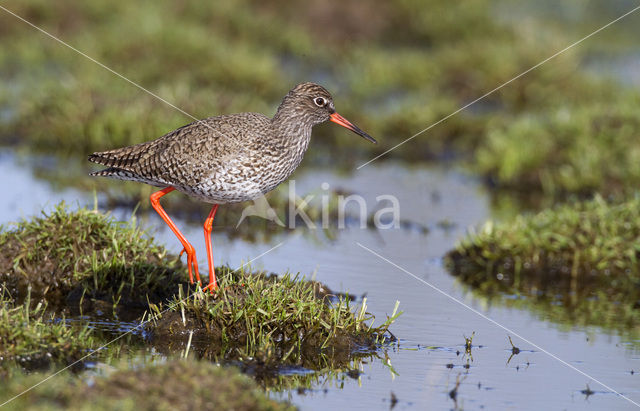 Tureluur (Tringa totanus)