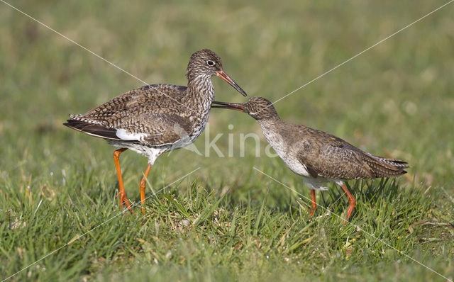 Common Redshank (Tringa totanus)