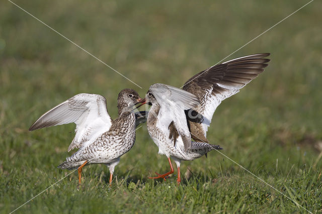 Tureluur (Tringa totanus)