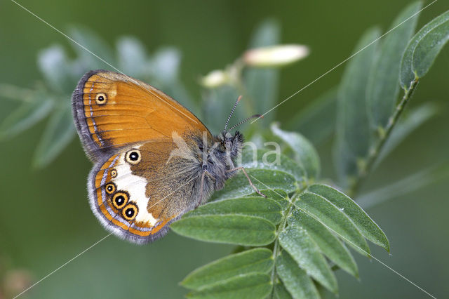 Tweekleurig hooibeestje (Coenonympha arcania)