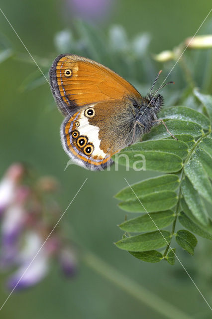 Tweekleurig hooibeestje (Coenonympha arcania)