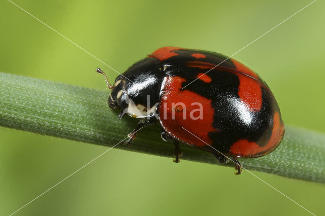 Tweestippelig lieveheersbeestje (Adalia bipunctata)