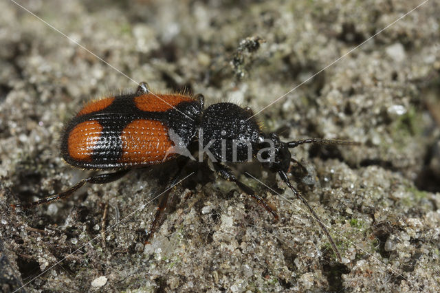 Tweevleksmalkop (Panagaeus bipustulatus)