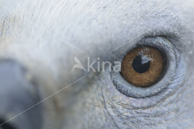 Eurasian Griffon (Gyps fulvus)