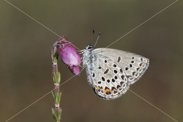 Veenbesblauwtje (Plebejus optilete)