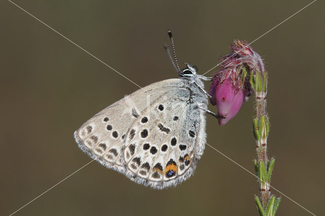 Veenbesblauwtje (Plebejus optilete)