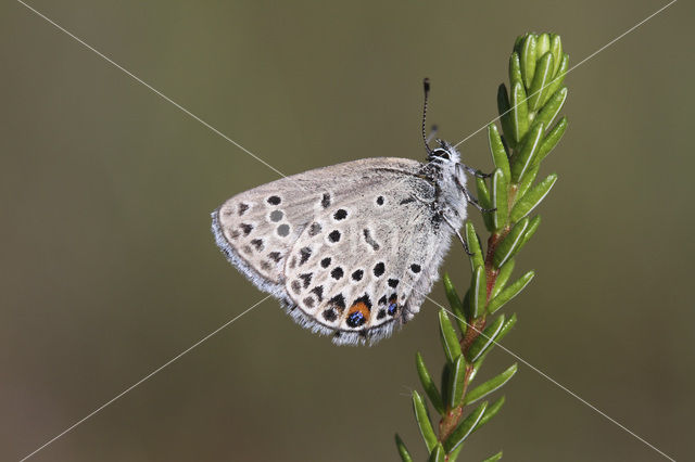 Veenbesblauwtje (Plebejus optilete)