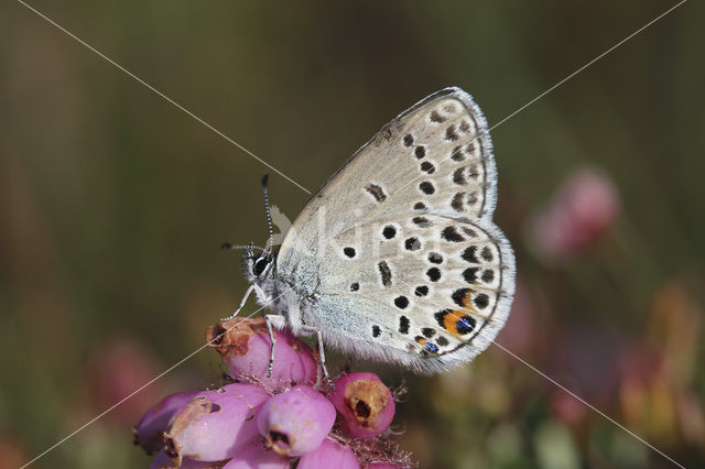 Veenbesblauwtje (Plebejus optilete)