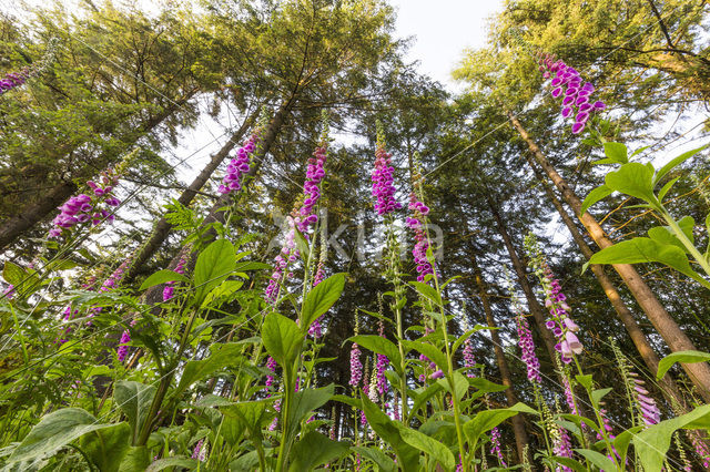 Foxglove (Digitalis spec.)