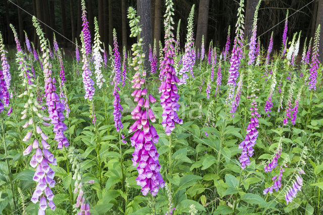 Foxglove (Digitalis spec.)