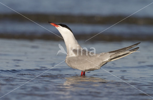 Common Tern (Sterna hirundo)