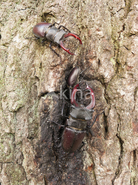 Stag Beetle (Lucanus cervus)