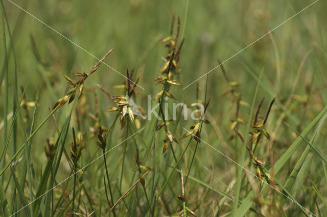 Flea Sedge (Carex pulicaris)