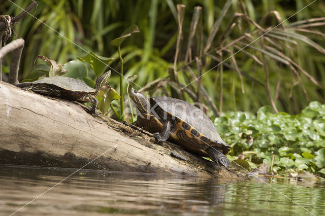 Chicken Turtle (Deirochelys reticularia)