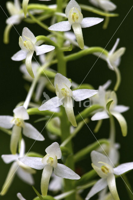 Welriekende nachtorchis (Platanthera bifolia)