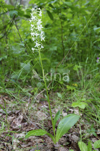 Lesser Butterfly-orchid (Platanthera bifolia)