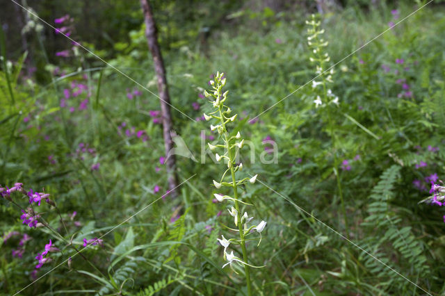 Welriekende nachtorchis (Platanthera bifolia)