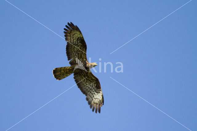 Honey Buzzard (Pernis apivorus)