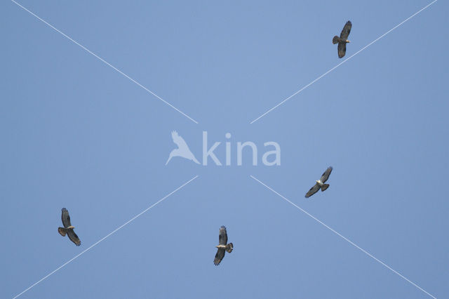 Honey Buzzard (Pernis apivorus)