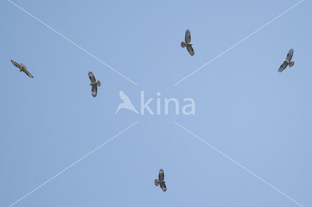 Honey Buzzard (Pernis apivorus)