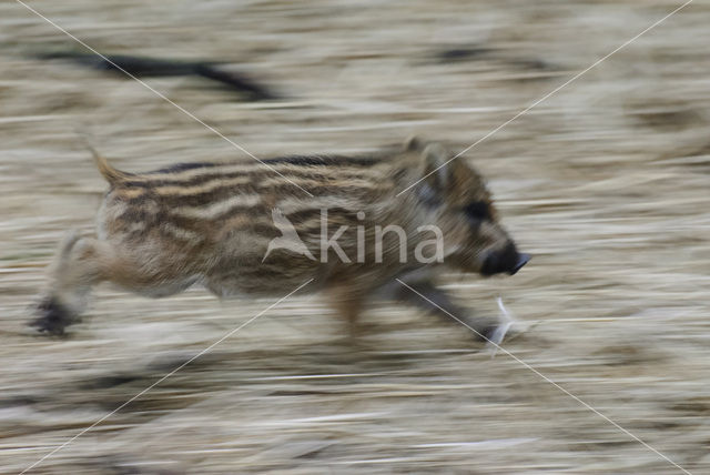 Wild Boar (Sus scrofa)