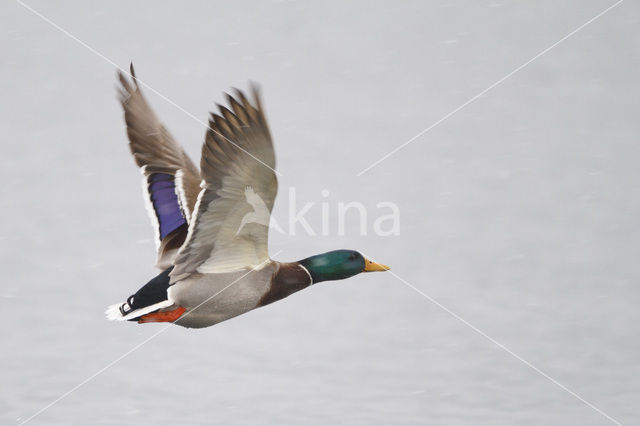 Mallard