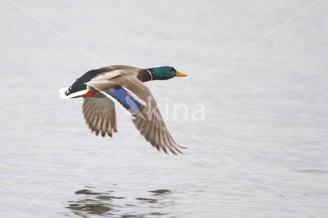 Wilde Eend (Anas platyrhynchos)