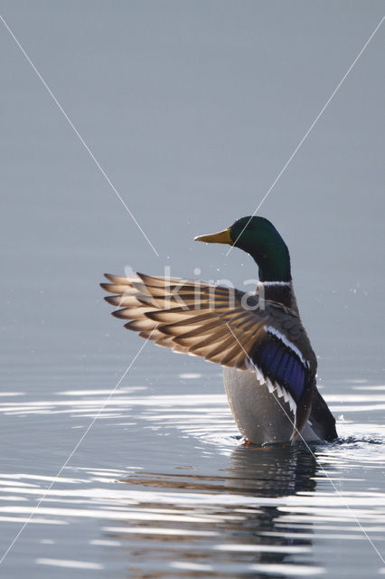 Mallard