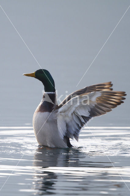 Mallard