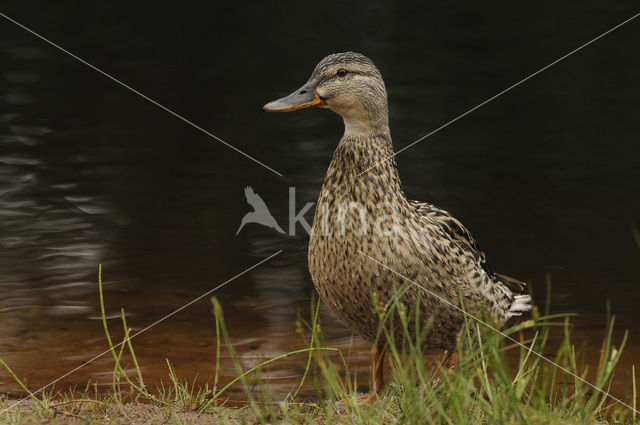 Mallard