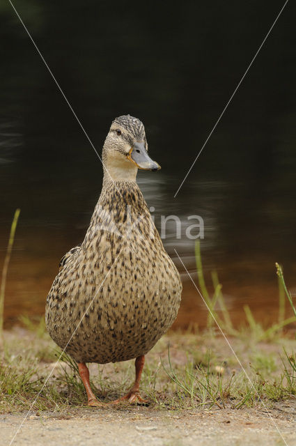 Wilde Eend (Anas platyrhynchos)