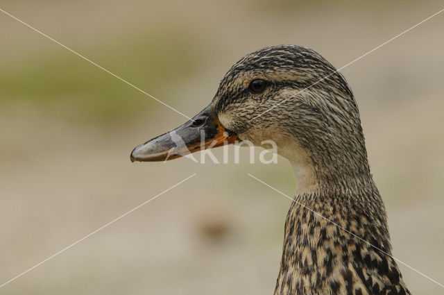 Mallard