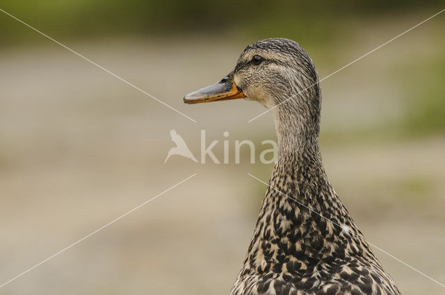 Mallard