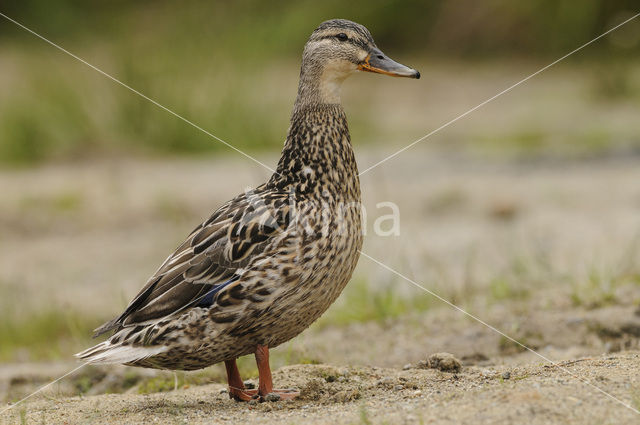 Mallard