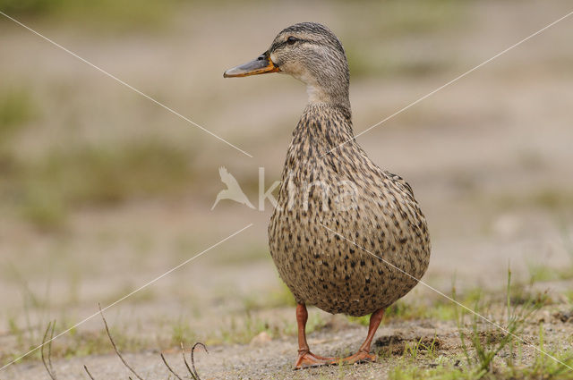 Mallard