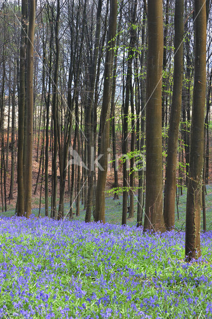Bluebell (Scilla non-scripta)