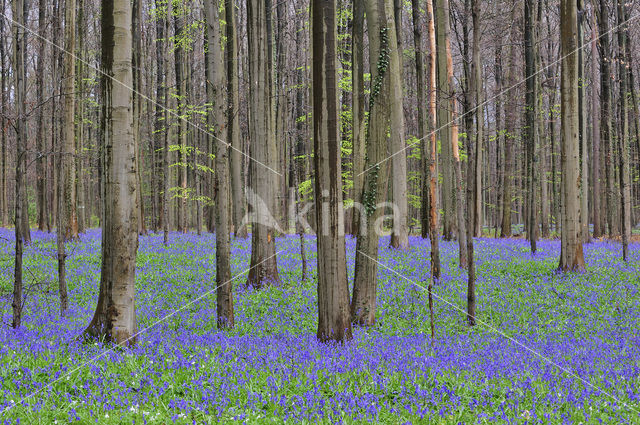 Bluebell (Scilla non-scripta)
