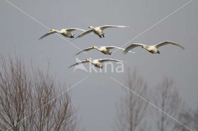 Wilde Zwaan (Cygnus cygnus)
