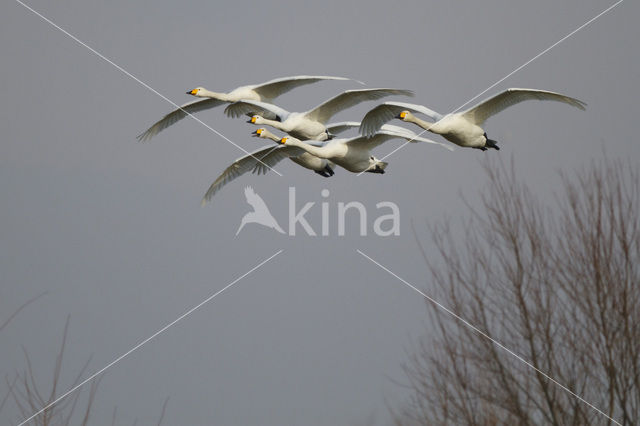 Whooper Swan (Cygnus cygnus)